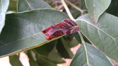 Hemicephalis alesa