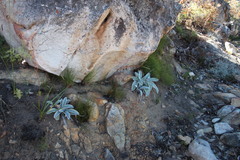 Hermas gigantea