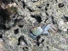 Geograpsus lividus