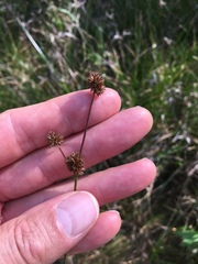 Juncus acuminatus