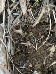 Cicindela sexguttata
