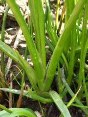 Eryngium articulatum