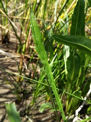 Eryngium articulatum