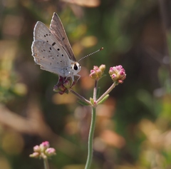 Tharsalea xanthoides