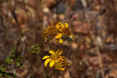 Acmaeodera bacchariphaga