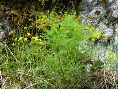 Lomatium brunsfeldianum