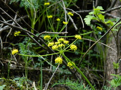 Lomatium brunsfeldianum