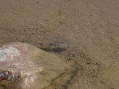 Cyprinodon salinus salinus