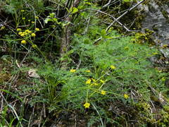 Lomatium brunsfeldianum
