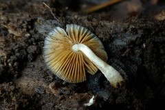Bolbitius reticulatus