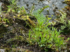 Lomatium brunsfeldianum
