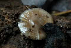 Bolbitius reticulatus