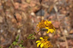 Acmaeodera bacchariphaga