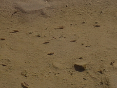 Cyprinodon salinus salinus