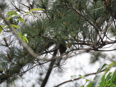 Sittiparus castaneoventris