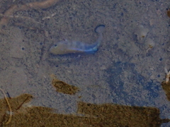 Cyprinodon salinus salinus