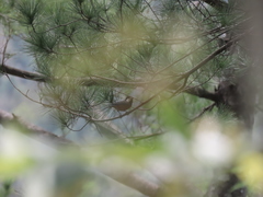 Sittiparus castaneoventris