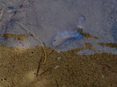Cyprinodon salinus salinus