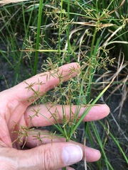 Cyperus haspan