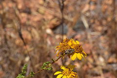 Acmaeodera bacchariphaga