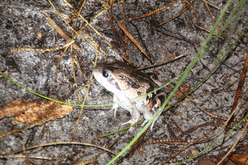 Banjo Frog, Limnodynastes dorsalis