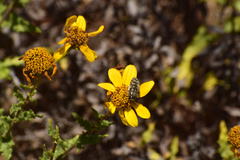 Acmaeodera bacchariphaga