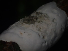 Septobasidium simmondsii