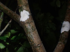 Septobasidium simmondsii