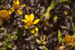 Acmaeodera bacchariphaga