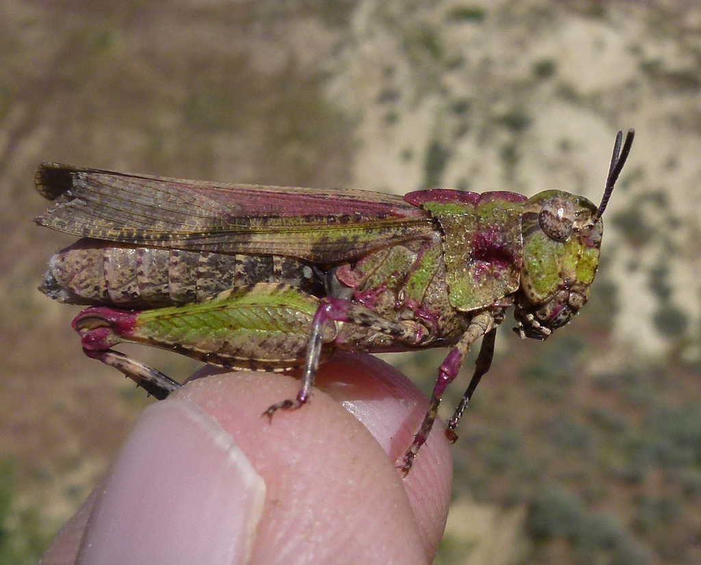 Chimarocephala