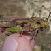 Painted Meadow Grasshopper - Photo (c) randomtruth, some rights reserved (CC BY-NC-SA)