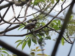 Sittiparus castaneoventris