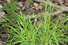 Carex squarrosa