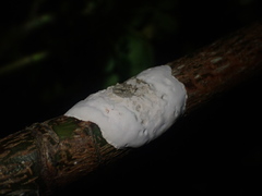 Septobasidium simmondsii