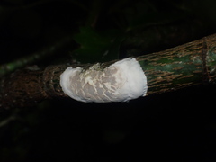 Septobasidium simmondsii