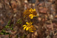 Acmaeodera bacchariphaga