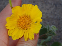 Geraea canescens
