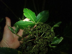 Septobasidium simmondsii