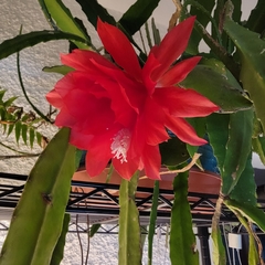 Disocactus ackermannii