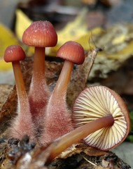 Mycena atkinsoniana