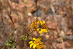 Acmaeodera bacchariphaga