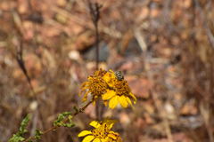 Acmaeodera bacchariphaga