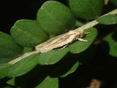 Agonopterix umbellana