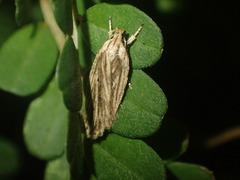 Agonopterix umbellana