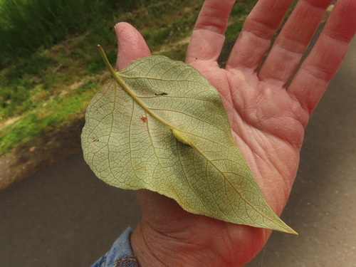 Pemphigus betae · iNaturalist United Kingdom