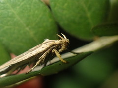 Agonopterix umbellana