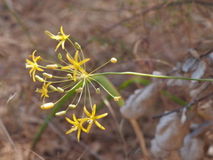 Bloomeria crocea