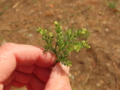 Lepidium strictum