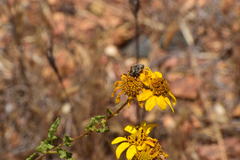 Acmaeodera bacchariphaga