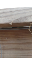 Nematocampa resistaria